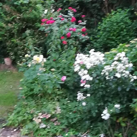 Homestay Alsterdorf Hamburg