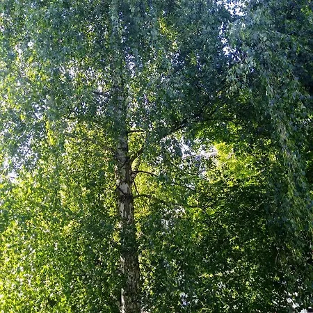 Alster Garden * Hamburgo
